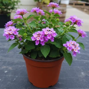 Trailing Lantana Live Plant - Purple, 2 Pack, 5-7 Inch Tall, Outdoor - Image 2