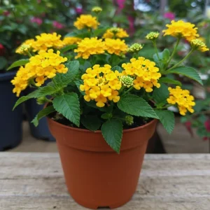 Trailing Lantana Live Plant - Purple, 2 Pack, 5-7 Inch Tall, Outdoor - Image 3