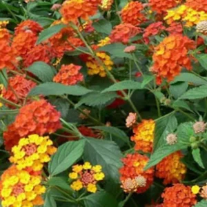 Trailing Lantana Live Plant - Purple, 2 Pack, 5-7 Inch Tall, Outdoor - Image 4