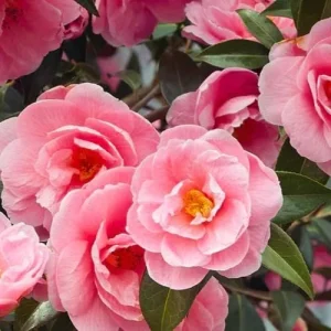 Tri-Color Camellia Live Plant - 9 Months Old Shrub, Cold Hardy, Potted - Image 2