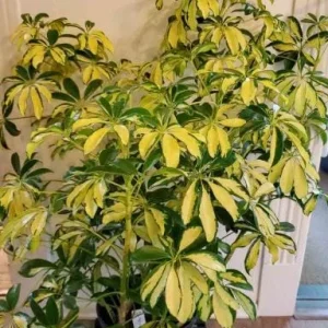 Trinette Arboricola Variegated Schefflera Live Plant 4-6 Inch Tall Indoor Outdoor - Image 2