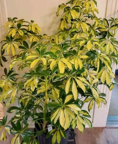 Trinette Arboricola Variegated Schefflera Live Plant 4-6 Inch Tall Indoor Outdoor - Image 2