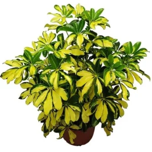 Trinette Arboricola Variegated Schefflera Live Plant 4-6 Inch Tall Indoor Outdoor - Image 3