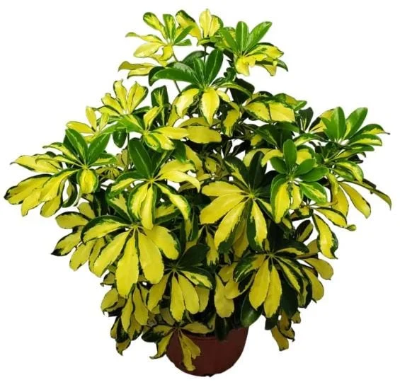 Trinette Arboricola Variegated Schefflera Live Plant 4-6 Inch Tall Indoor Outdoor - Image 3