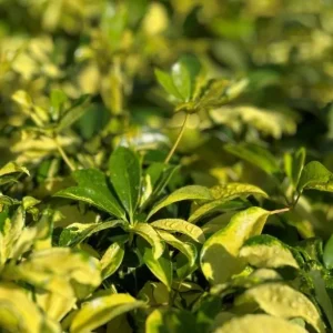 Trinette Arboricola Variegated Schefflera Live Plant 4-6 Inch Tall Indoor Outdoor - Image 5