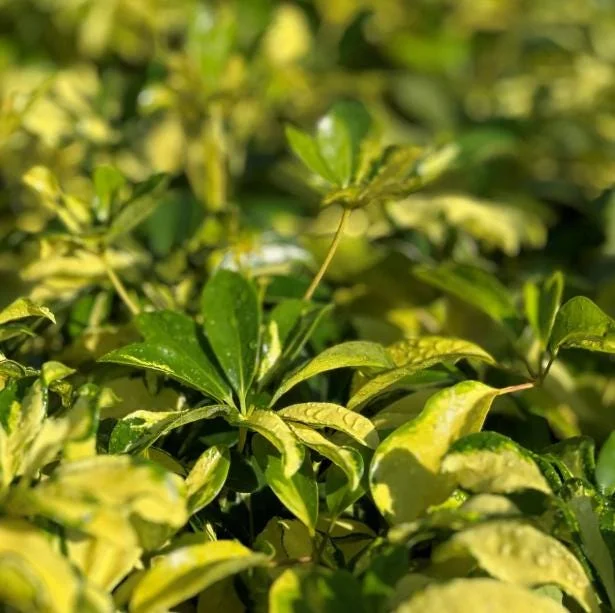 Trinette Arboricola Variegated Schefflera Live Plant 4-6 Inch Tall Indoor Outdoor - Image 5