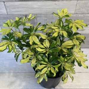 Trinette Arboricola Variegated Schefflera Live Plant 4-6 Inch Tall Indoor Outdoor - Image 6