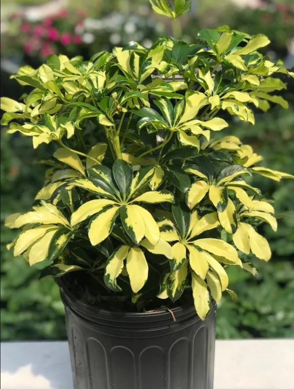 Trinette Arboricola Variegated Schefflera Live Plant 4-6 Inch Tall Indoor Outdoor - Image 7