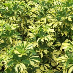 Trinette Arboricola Variegated Schefflera Live Plant 4-6 Inch Tall Indoor Outdoor - Image 1