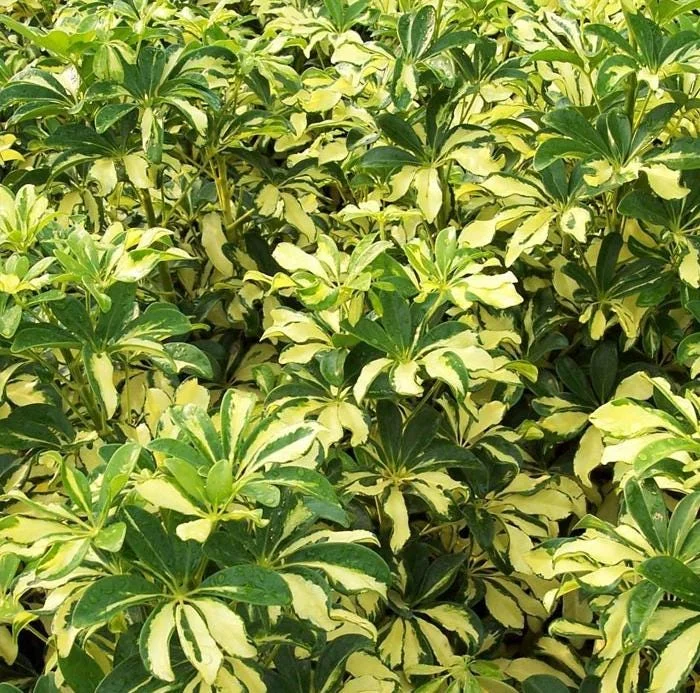 Trinette Arboricola Variegated Schefflera Live Plant 4-6 Inch Tall Indoor Outdoor - Image 1