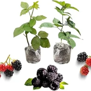 Triple Crown Blackberry Live Plant - 2 Thornless Fruit Bushes Outdoor - Image 4