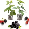 Triple Crown Blackberry Live Plant - 2 Thornless Fruit Bushes Outdoor - Image 1