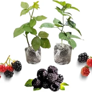 Triple Crown Blackberry Live Plant - 2 Thornless Fruit Bushes Outdoor - Image 1