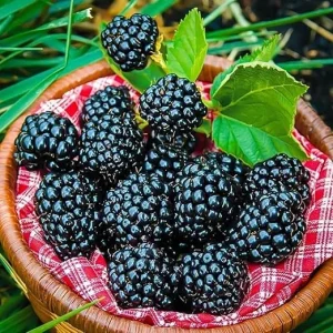 Triple Crown Thornless Blackberry Live Plant - High Yielding, Zones 5-8 - Image 2