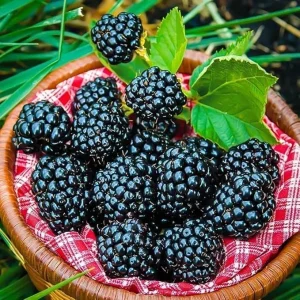 Triple Crown Thornless Blackberry Live Plant - High Yielding, Zones 5-8 - Image 6