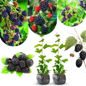 Triple Crown Thornless Blackberry Plants Live - 2 Pack, 4-8 Inch Tall Berry Plants - Image 1