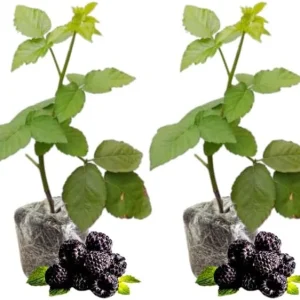 Triple Crown Thornless Blackberry Plants – Live Bushes – Set of 2 for Planting – Outdoor - Image 3