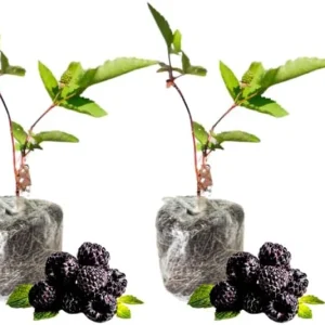 Triple Crown Thornless Blackberry Plants – Live Bushes – Set of 2 for Planting – Outdoor - Image 4