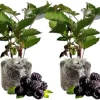 Triple Crown Thornless Blackberry Plants – Live Bushes – Set of 2 for Planting – Outdoor - Image 1