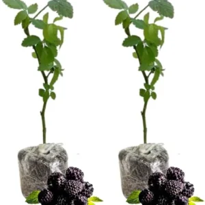 Triple Crown Thornless Blackberry Plants – Live Bushes – Set of 2 for Planting – Outdoor - Image 5