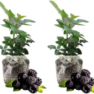 Triple Crown Thornless Blackberry Plants – Live Bushes – Set of 2 for Planting – Outdoor - Image 6