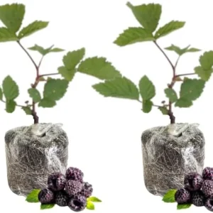 Triple Crown Thornless Blackberry Plants – Live Bushes – Set of 2 for Planting – Outdoor - Image 7