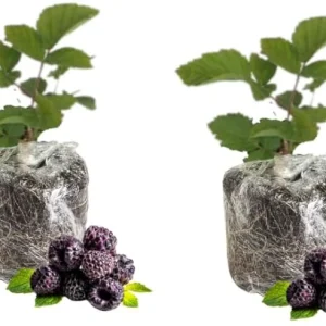 Triple Crown Thornless Blackberry Plants – Live Bushes – Set of 2 for Planting – Outdoor - Image 8