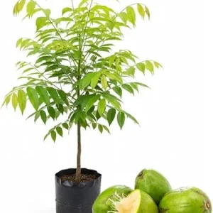 Tropical June Plum Fruit Tree Live Plant, Grafted, 3 Gallon Pot, Outdoor - Image 3