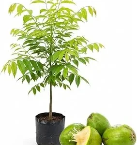 Tropical June Plum Fruit Tree Live Plant, Grafted, 3 Gallon Pot, Outdoor - Image 7