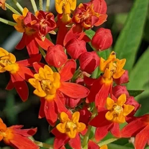 Tropical Milkweed Live Plant – Red Orange – Starter Size 5-9