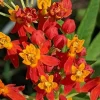 Tropical Milkweed Live Plant – Red Orange – Starter Size 5-9" Tall – Cold Hardy Perennial - Image 1
