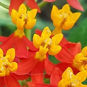 Tropical Milkweed Live Plants, Red Flowers, Set of 4, Outdoor Garden - Image 4