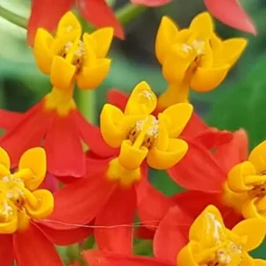 Tropical Milkweed Live Plants, Red Flowers, Set of 4, Outdoor Garden - Image 5