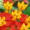 Tropical Milkweed Live Plants, Red Flowers, Set of 4, Outdoor Garden - Image 1