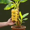 Truly Tiny Banana Plant Live – Cold Hardy Musa Plant for Indoor & Outdoor – 4-7 inch Tall - Image 1