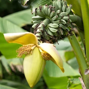 Truly Tiny Banana Plant Live Tropical Fruit Tree, 4-6