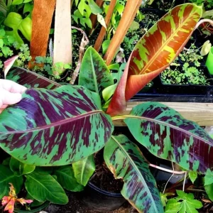 Truly Tiny Banana Plant Live Tropical Fruit Tree, 4-6