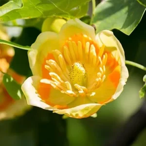 Tulip Poplar Tree Live Plant 8-14 Inch Tall - Yellow Poplar Seedling in Quart Pot - Image 5