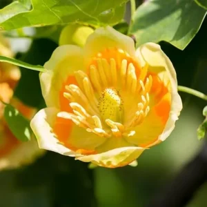 Tulip Poplar Tree Live Plant 8-14 Inch Tall - Yellow Poplar Seedling in Quart Pot - Image 7