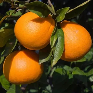 Valencia Orange Tree Live Plant - 3-4 Ft Tall, 5 Gallon Pot, Sweet Citrus - Image 3