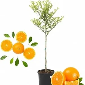 Valencia Orange Tree Live Plant, 4-5 ft Tall, 5 Gallon Pot, Sweet Citrus - Image 2