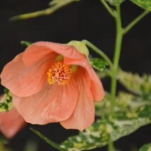 Variegated Abutilon Live Plant - Apricot Flowering Maple, 5-8 Inch Tall - Image 3
