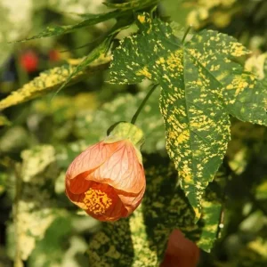 Variegated Abutilon Live Plant - Apricot Flowering Maple, 5-8 Inch Tall - Image 4