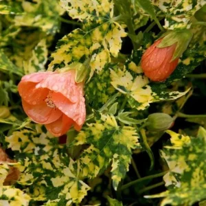 Variegated Abutilon Live Plant - Apricot Flowering Maple, 5-8 Inch Tall - Image 5