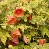 Variegated Abutilon Live Plant - Apricot Flowering Maple, 5-8 Inch Tall - Image 1