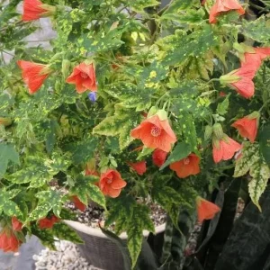 Variegated Abutilon Live Plant - Apricot Flowering Maple, 5-8 Inch Tall - Image 6