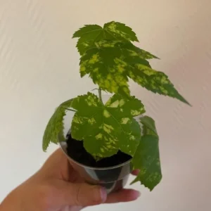 Variegated Abutilon Live Plant - Apricot Flowering Maple, 5-8 Inch Tall - Image 7