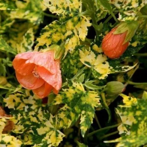 Variegated Abutilon Live Plant - Apricot Flowering Maple, 5-8 Inch Tall - Image 8