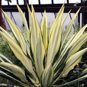 Variegated Agave Live Plant – Hardy Succulent – 1.5-2 Ft Tall – 1 Gallon Pot - Image 4