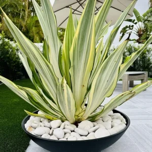 Variegated Agave Live Plant – Hardy Succulent – 1.5-2 Ft Tall – 1 Gallon Pot - Image 7